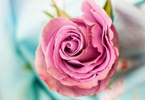 Lange Nacht der Rosen